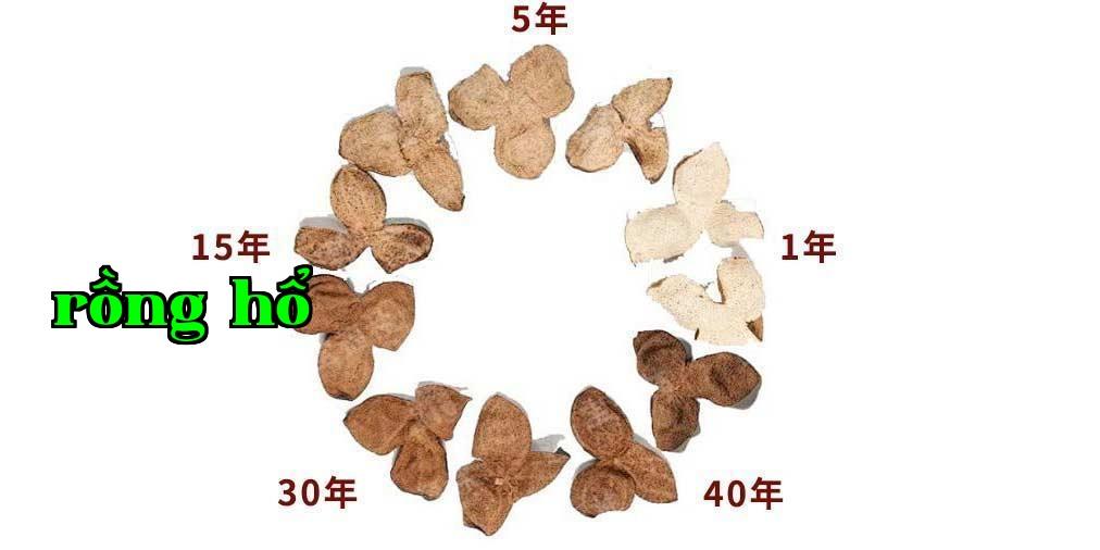 Hoa Diệp Niu chia sẻ sự khác biệt giữa các năm của vỏ cam